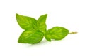 Fresh Green Basil