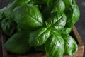 Fresh green basil on a dark background. Food background. Banch of flavorous basil