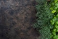 Fresh green basil and fennel or dills on a dark background Royalty Free Stock Photo