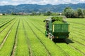 Fresh green basil field harvesting in Liguria farm