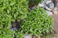 Fresh green Basil growing live in the garden Royalty Free Stock Photo