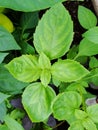 Fresh green basil herb background, top view. Basil plant growing in a garden. Basil plant - texture of leaves. Royalty Free Stock Photo