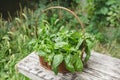 Fresh green basil herb in basket in garden Royalty Free Stock Photo