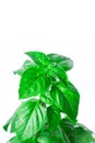 Fresh green Basil herb leaves isolated on white background. Basilicum plant concept.