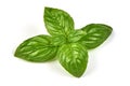 Fresh green basil herb leaves, isolated on white background. Sweet Genovese basil. Close-up. Royalty Free Stock Photo
