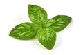 Fresh green basil herb leaves, isolated on white background. Sweet Genovese basil. Close-up Royalty Free Stock Photo