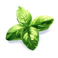 Fresh green basil herb leaves, ocimum basilicum, spice ingredient, organic food concept, isolated object, close-up