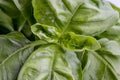 Fresh green basil herb leaves Royalty Free Stock Photo