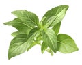 Fresh green basil isolated on white background