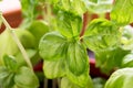 Fresh green basil