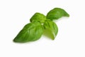 Fresh green basil leaf isolated on white background, close up. Basil herb, healthy lifestyle Royalty Free Stock Photo