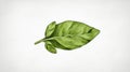 Fresh Green Basil Leaf on Simple White Background for Culinary and Herbal Illustrations Royalty Free Stock Photo