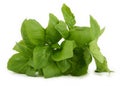 Fresh green basil leaves