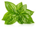 Fresh green basil leaves. Basil organic herb leaf.