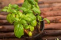 Fresh green basil leaves close-up, Fresh organic basil plant grows up in garden Royalty Free Stock Photo