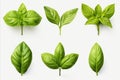 Fresh green basil leaves grown in herb garden high detail isolated on white background Royalty Free Stock Photo