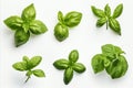 Fresh green basil leaves in herb garden high detailed set isolated on white background Royalty Free Stock Photo