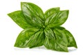 Fresh green basil leaves. Basil organic herb leaf. isolated