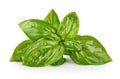 Fresh green basil leaves. Basil organic herb leaf. Isolated