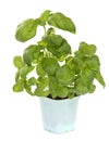 Fresh green basil plant Royalty Free Stock Photo