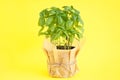 Fresh green basil plant in pot on yellow background