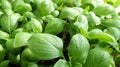 fresh green basil plant texture Royalty Free Stock Photo
