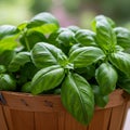 Fresh Green Basil Plant in Wooden Basket Royalty Free Stock Photo