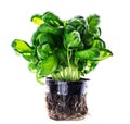 Fresh green basil in plastic container on white background Royalty Free Stock Photo