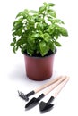 fresh green basil pot and mini garden tools isolated on white background Royalty Free Stock Photo