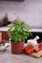 fresh green basil pot on the table at domestic home Royalty Free Stock Photo