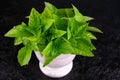 Fresh green basil in a stone-marble mortar. isolated on black background Royalty Free Stock Photo