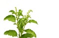 Fresh green basil,Thai herb Royalty Free Stock Photo