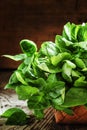 Fresh green basil in a wicker basket on a vintage wooden backgro Royalty Free Stock Photo