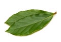 Fresh green bay leaf isolated on white background Royalty Free Stock Photo