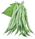 Fresh green beans isolated on a white. Royalty Free Stock Photo