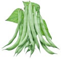 Fresh green beans isolated on a white. Royalty Free Stock Photo
