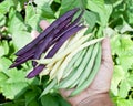 Fresh green beans in man's hand. Royalty Free Stock Photo