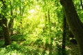 Fresh green beech forest. Sunlight flooded forest Royalty Free Stock Photo