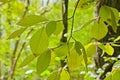 fresh green beech leaves in spring - fagus sylvatica Royalty Free Stock Photo