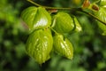 Fresh green beech leaves in the spring sunshine