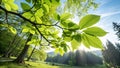 Fresh Green Beech Tree Leaves Backlit by Sun in Forest Royalty Free Stock Photo