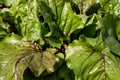 Fresh green beetroot sprouts. Selective focus