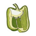 Fresh green bell pepper cut. Hand drawn vector vegetable isolated on white background. Halved capsicum. Tasty ingredient