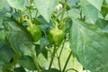 Fresh green bell pepper in the garden in a sunny day. organic paprika in greenhouse. Vegetable Growing concept Royalty Free Stock Photo