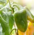 Fresh green bell pepper growing on a plant Royalty Free Stock Photo