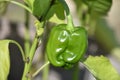 Fresh Green Bell Pepper Plant in a Garden Royalty Free Stock Photo