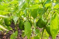 Fresh Green Bell Pepper Plant