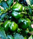 Fresh green bell peppers growing fresh on the vine