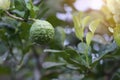 Fresh green bergamot Kaffir Lime fruits hanging on the tree