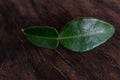 Fresh green bergamot leaf on dark background Royalty Free Stock Photo